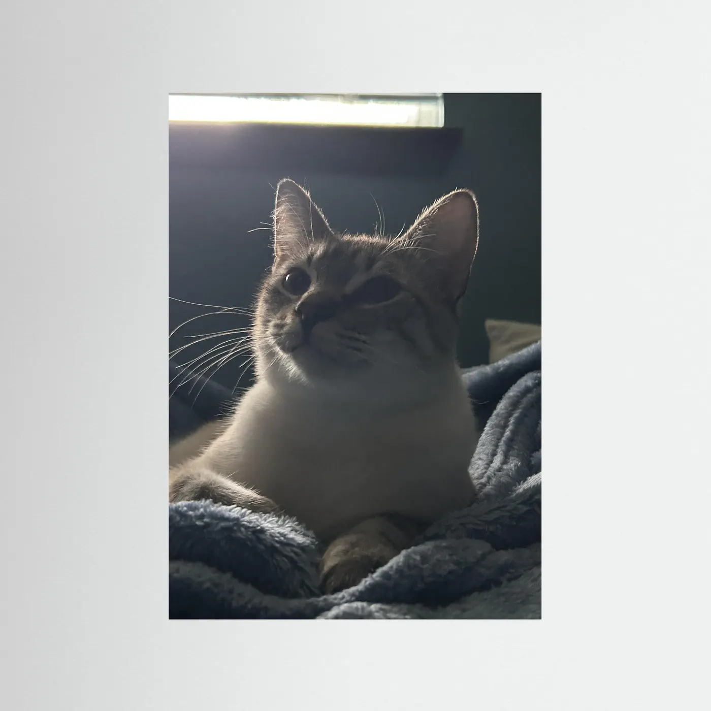 Miaumaestro