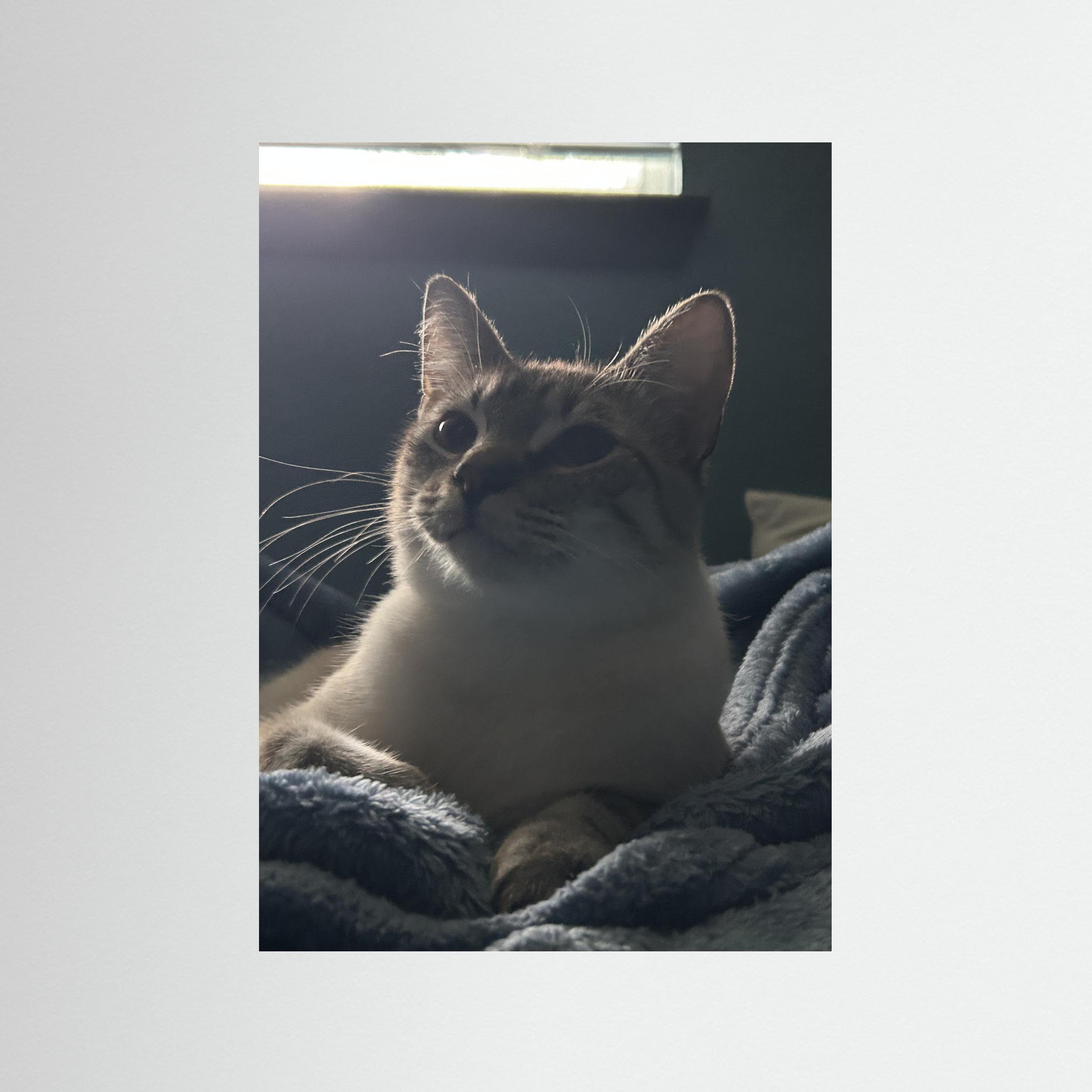 Meowster